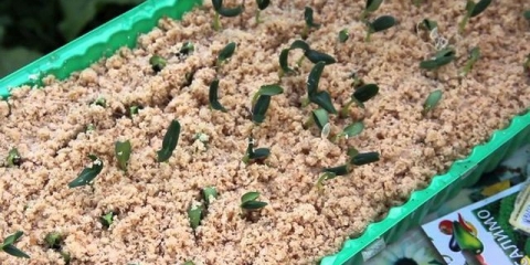 Kako posaditi krastavce u piljevinu za sadnice